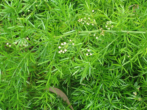 Sprengeri Asparagus Fern